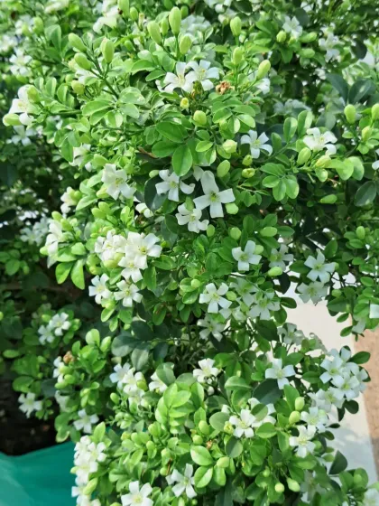 Bhardwaj - Urban Gardening Consultation A Riot of Colorful Flowers photo 76