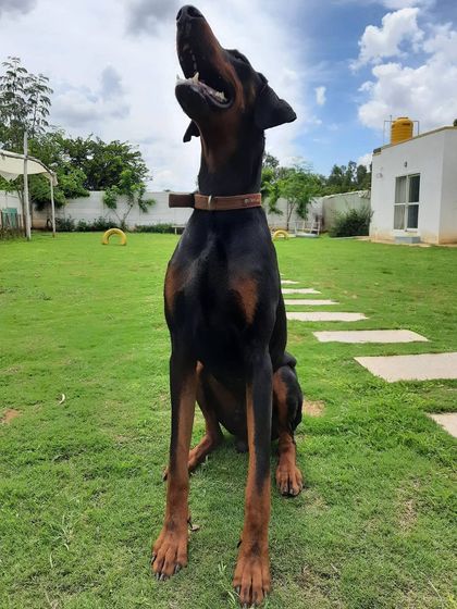 Play Pet Boarding - Pet Boarding All About the Love & Cuddles photo 8