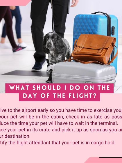 Global Pet Cab - Domestic Pet Relocation Your Pet Travel Questions, Answered photo 6