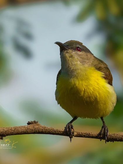 A Purple-rumped Sunbird looks up, its yellow belly and iridescent head shining in the light. A beautiful, crisp portrait of a tiny, energetic bird.