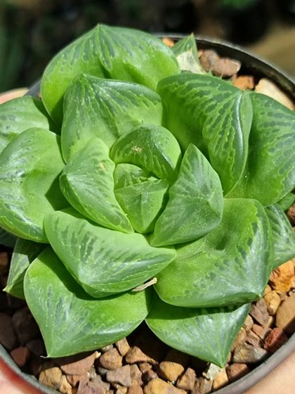 Easy-Care Indoor Plants photo 12