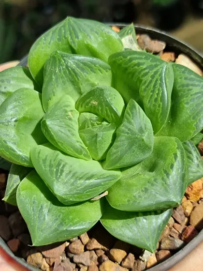 Haworthia Cuspidata, also known as the Star Window Plant, has fleshy, translucent leaves that form a beautiful rosette. It's a unique and captivating succulent for any collection.