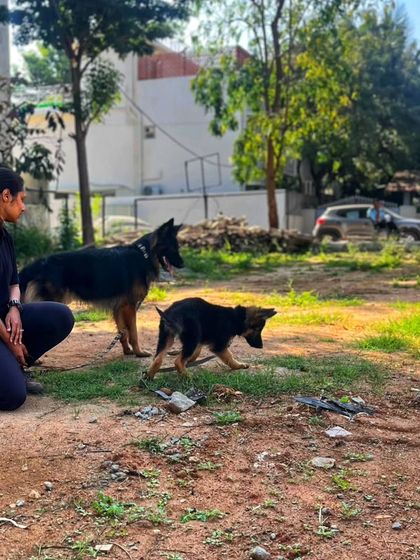 Canine Coach Disha - Dog Socialization & Confidence Building Meet My Co-Trainer, Duggu photo 5