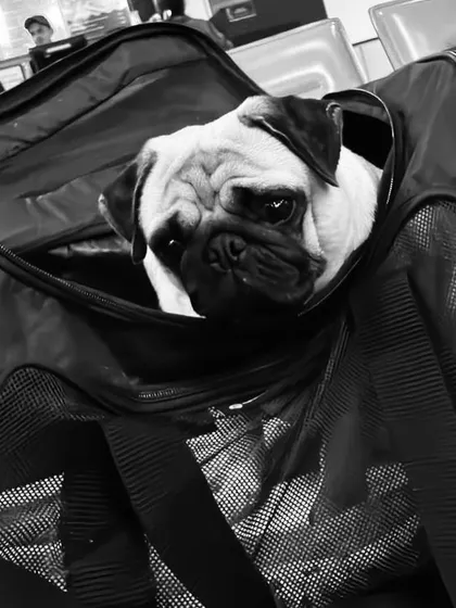 Bella the pug, waiting patiently at the airport for her flight to Canada. For in-cabin travel, I ensure the pet carrier meets all airline specifications while providing a secure space for the pet.