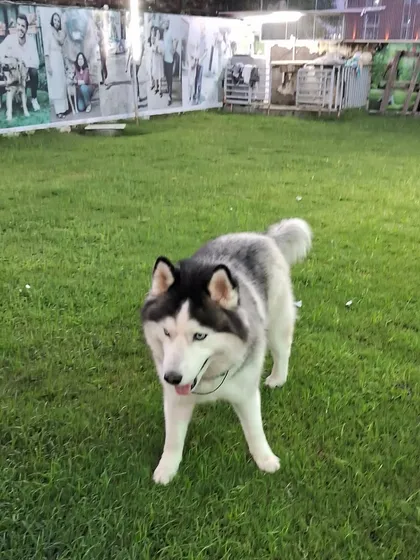 This beautiful Siberian Husky is standing confidently in our spacious, tick-free pet lawn. A relaxed and happy posture like this is a sign that a pet feels secure and comfortable in their environment.
