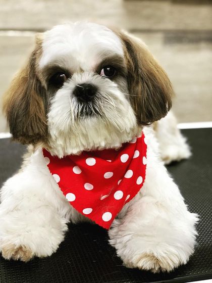 Dollar the Shih Tzu is giving a serious, handsome look for his post-grooming portrait.