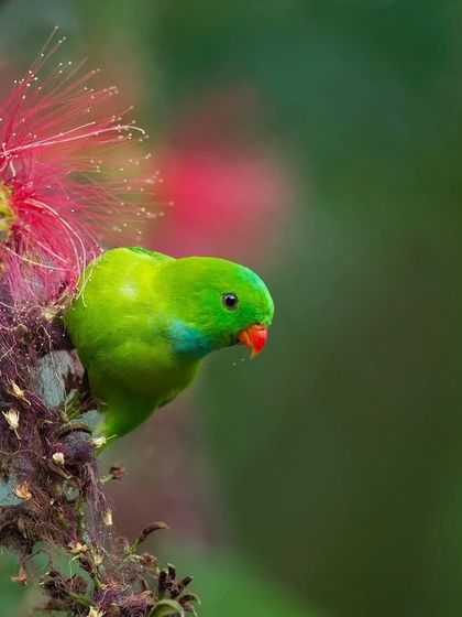 A Vernal Hanging Parrot, also known as a Lorikeet, delicately feeds on a flower, showcasing its acrobatic abilities.