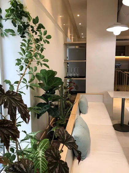 Designing for an air conditioned cafe presents unique challenges. For Araku Coffee in Bangalore, we integrated a lush planter alongside the seating, using plants like Ficus Lyrata and Begonia to soften the modern interior and create a welcoming, natural atmosphere for guests.