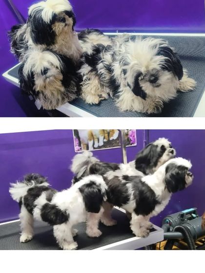 Bengaluru Pet Company - Pet Grooming Our Happy Clients photo 94