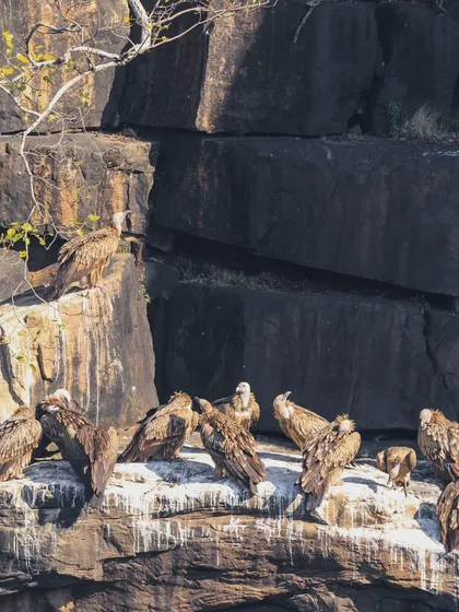 A wake of Indian Vultures sunbathing on the cliffs of Panna National Park. The white droppings on the rocks, often mistaken for granite, are a clear indicator of a healthy, active vulture colony.