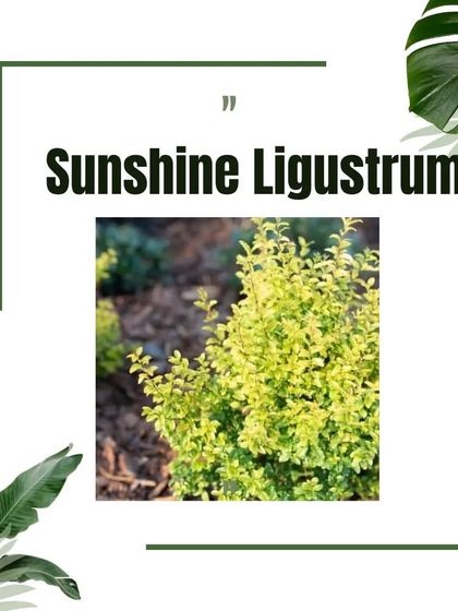 Design Details & Garden Care photo 23