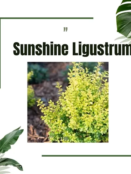 Sunshine Ligustrum is a great low-maintenance shrub that offers bright, year-round yellow foliage.