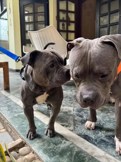 Meet Brutus, a cherished member of our PetSpot family for over four years. Here he is with his best friend, showing the strong bonds and friendships that form at our boarding facility. We love being his home away from home.