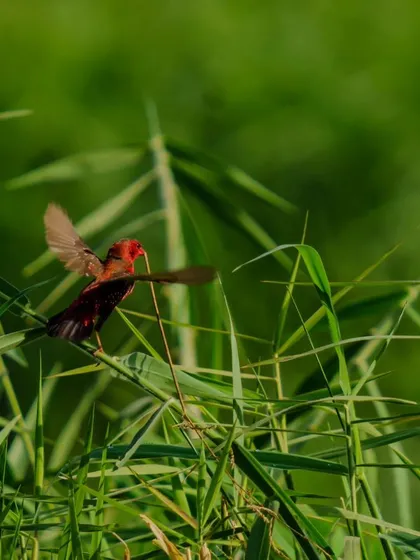 The Red Avadavat takes flight with the piece of grass, a dynamic shot of nesting behavior.