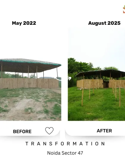 Our bamboo hut at Noida Sector 47, once standing in an open field, is now nestled within a growing forest. This illustrates our approach of integrating sustainable, natural structures into the ecosystems we restore.