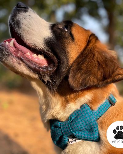 Handmade Pet Accessories
