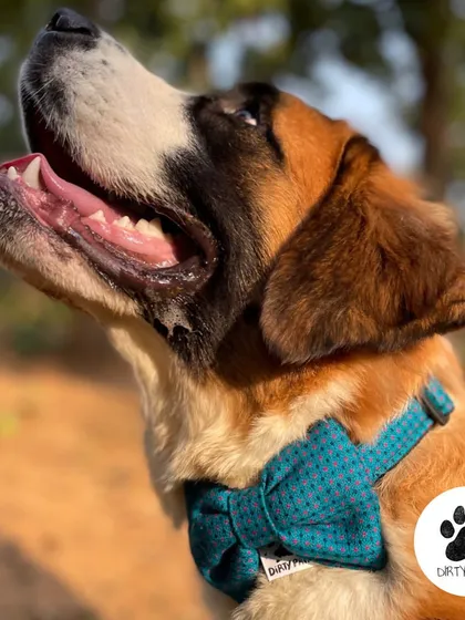 The Green Tweed Bow is a perfect winter fashion accessory. The color is rich and the texture is cozy, perfect for a stylish pup.