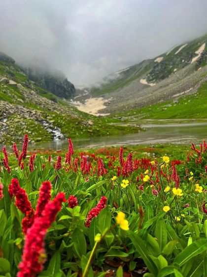 Wildflowers blooming in the high-altitude meadows of Hampta Pass, a beautiful and colorful sight.