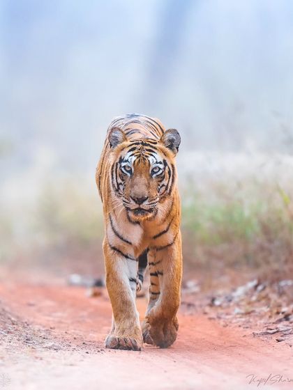 Tigers of India's Jungles photo 38