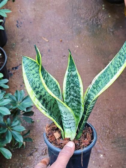 Easy-Care Indoor Plants photo 7