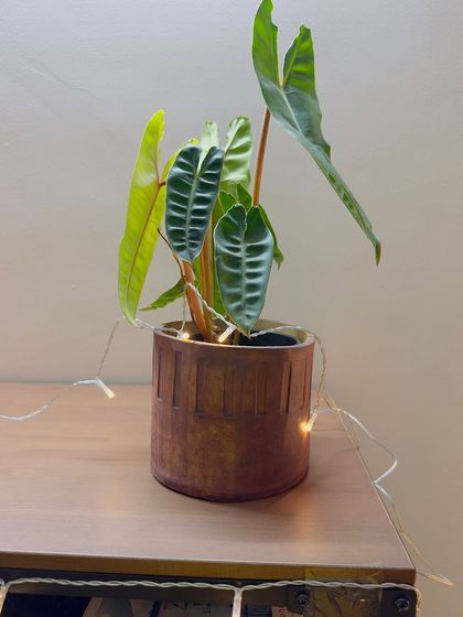 Even a simple strand of fairy lights can add a bit of magic. This Calathea in a "Desert Sands" planter looks extra special with a warm glow, making it a perfect accent for the evening.