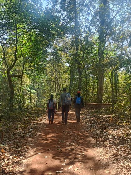 A peaceful walk on a leaf-strewn path through the Ulavi forest.
