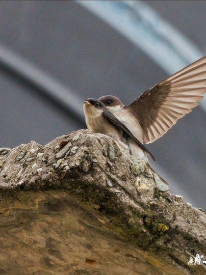 An Asian House-Martin with its wings spread, showcasing the balance required during their mating ritual.