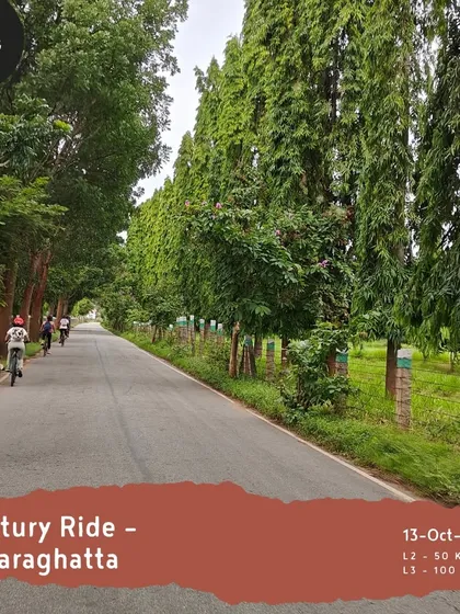 Our 'Century Ride' in Hesaraghatta offers both a 50 km and a 100 km option, perfect for those looking to push their limits on beautiful, tree-lined roads.