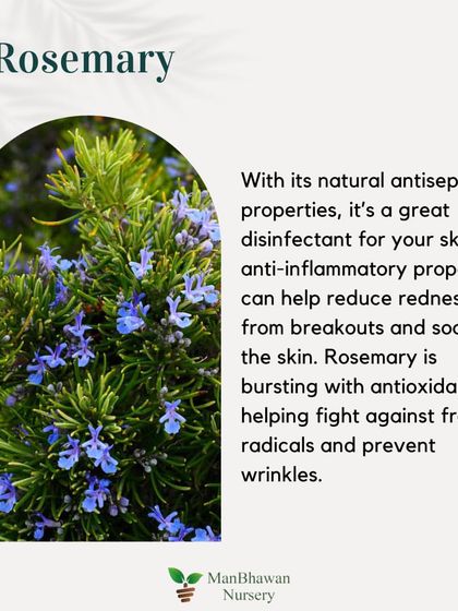 Skincare Plant 3: Rosemary. With its natural antiseptic properties, rosemary is a great disinfectant for your skin. Its anti-inflammatory properties can help reduce redness from breakouts.