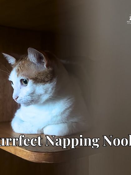 PawsnCollars - Pet Boarding & Hotel The Kitty Cottage: For Our Feline Guests photo 8