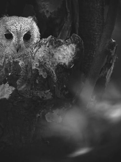 An Indian Scops Owl peeking out from a tree hollow in Bhondsi, its camouflage making it almost one with the bark.