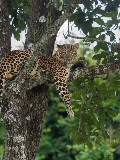 The same leopard seeks refuge in a tree, a classic behavior that showcases their arboreal skills. This provides a fantastic opportunity to photograph them against the sky and foliage.