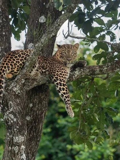 The same leopard seeks refuge in a tree, a classic behavior that showcases their arboreal skills. This provides a fantastic opportunity to photograph them against the sky and foliage.