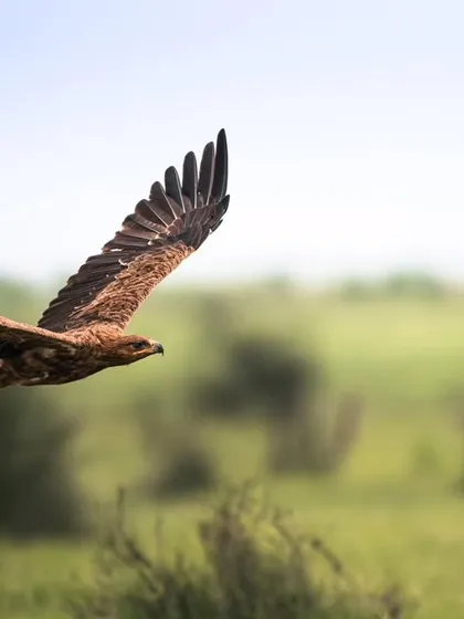 A Tawny Eagle soars effortlessly over the green fields of Jaisalmer. Capturing birds in flight is a technical challenge that requires quick thinking and a deep connection with your gear, freezing a perfect moment of wild freedom.