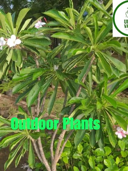 An outdoor Plumeria (Champa) plant in full bloom.