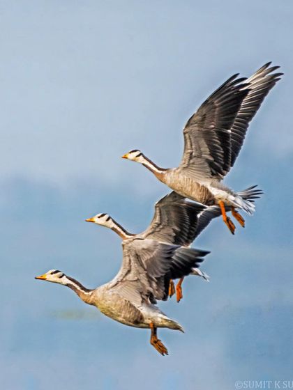 A trio of Bar-headed Geese, the world's highest-flying birds, taking off in formation.