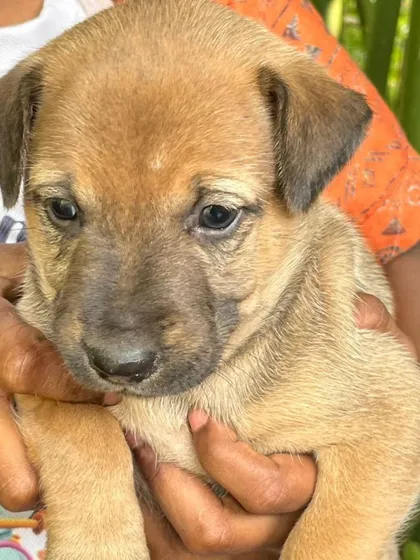 Another gentle portrait of one of the tan puppies being held, showing its calm and sweet nature.