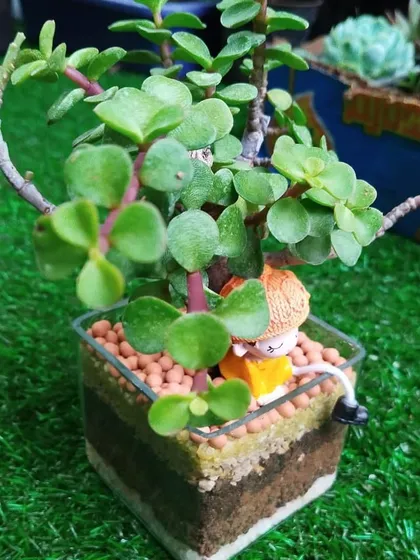 Another angle of the cute jade terrarium, showing how the plant's branches create a canopy over the little figurine.