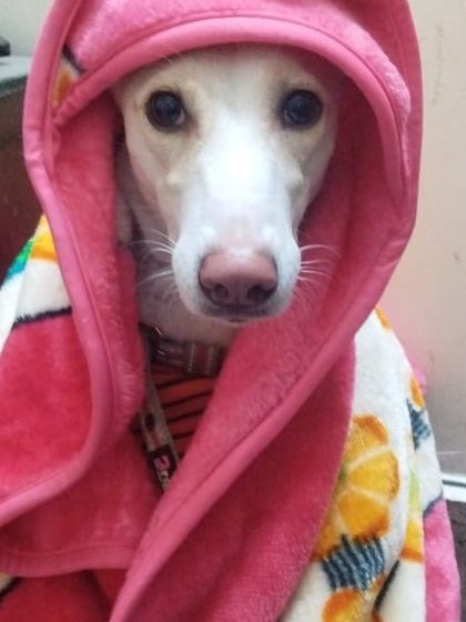 My beautiful world. A cozy pup wrapped in a warm blanket, feeling safe and loved.