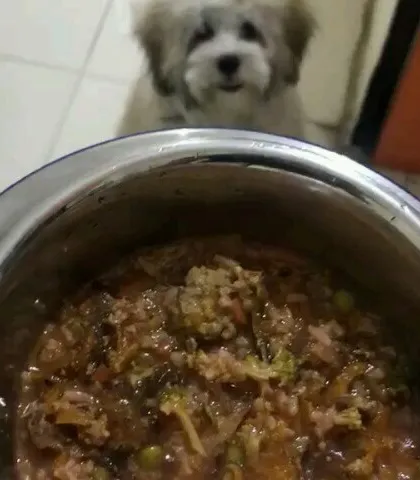Zorro waiting patiently for his bowl of food. That look of anticipation is something every pet parent knows and loves to see.