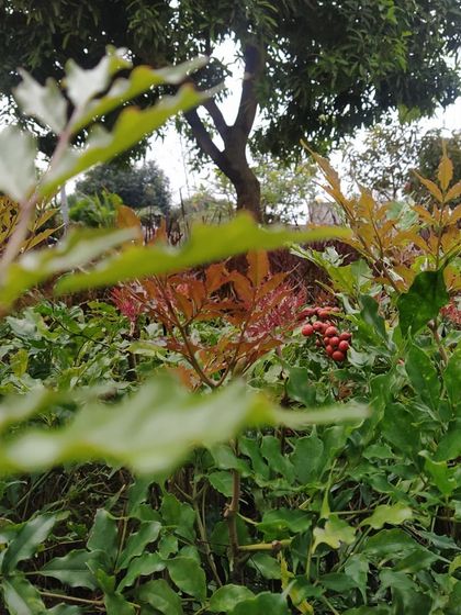 The new growth on these plants shows a beautiful range of colors, from deep green to reddish bronze. It's these small, joyful details and the constant care that allow a landscape to truly come together.