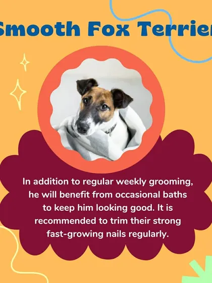 A Smooth Fox Terrier benefits from weekly grooming and occasional baths to keep their coat looking good. I also recommend regular trimming of their strong, fast-growing nails.