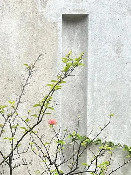 A simple concave niche ornaments a bare concrete wall, with a bougainvillea branch reaching across it. This small detail illustrates our philosophy of creating moments where architecture and nature interact.