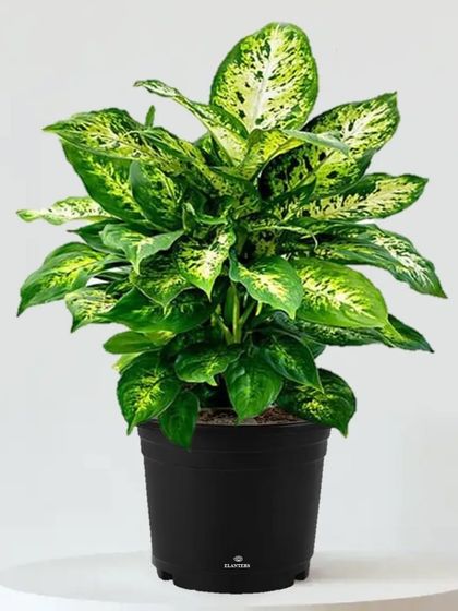 Low-Maintenance Plants for Beginners photo 6