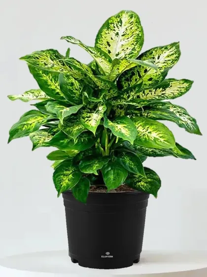 The Dieffenbachia, or Dumb Cane, is a lush and leafy plant that's surprisingly easy to manage. Its beautiful variegated leaves can brighten up any room with minimal fuss.