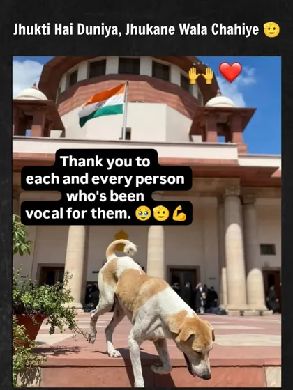 Jhukti hai duniya, jhukane wala chahiye. They thought no one would fight for these dogs. We proved them wrong. This is a victory for every person who was vocal for them, a thank you from the bottom of our hearts.