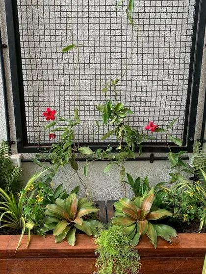 For this planter box, I installed a wire mesh trellis. This allows climbing plants like this Mandevilla vine to grow upwards, creating a living wall of green foliage and bright red flowers.