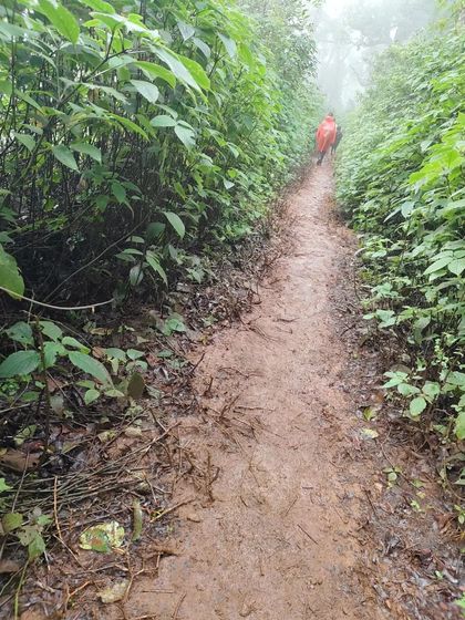 The muddy trail through the dense green foliage shows what a typical monsoon trek in the Western Ghats looks like.