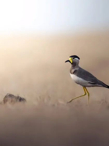 The Yellow-wattled Lapwing, with its distinct yellow facial wattles, strides purposefully across the grasslands of Pune.