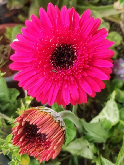 The vibrant pink gerbera, with a new bud getting ready to open below it.